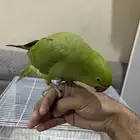 بغبغاء دره هندي