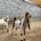 معزا حجازيات