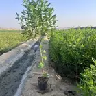 بزرومى طول متر ونص