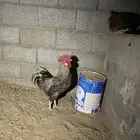 ديك تركي كفو