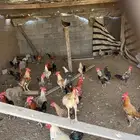 ديوكه بلدي