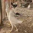 بشاير دجاج سندي كفو