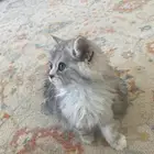 قطه شيرازي للبيع العمر 3 شهور
