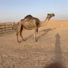 شرق الرياض