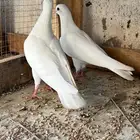 حمام صنعاني