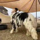 طلي فحل