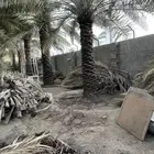 خوص سعف النخل