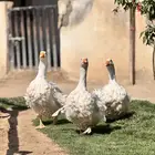 وز مفتل ابيض صك مميز