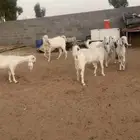 معزاء