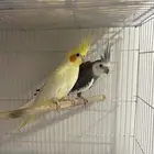 ازواج كروان منتجه