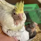 كروان لاتينو عيون حمر