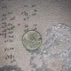 أربعه قروش