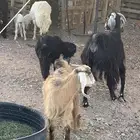 عنز