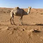 ناقه متلي ذلول طيبه