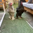 دجاج او ديك براهما اصلي. لا اعلم الجنس. للبيع