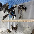 زيبرا النخيل - جملة فقط