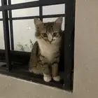 بسه شراسيه العمر خمس شهور مايجي غير الصامل