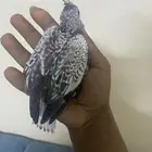 فروخ كروان