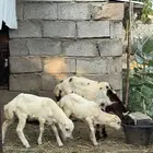 نعجه منتوج بتوأم