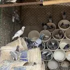 القصيم اوثال