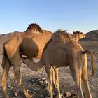 ناقه حمراء تحتها قعود مقفل فلل الفل والناقه جرميه الحد8500