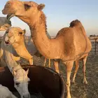 لقحه بكر حمراء