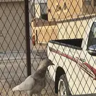 حمام لاكا اخوان
