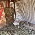 ثلاث ذكور وز بلدي