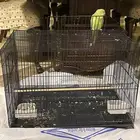 ببغاء الدره الهندي العمر سنه