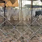 خرفان حريه و اثنين نجد و ثنتين رخال