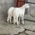 خروفين ذبايح