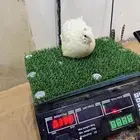 بيض سمان تكساس مخصب