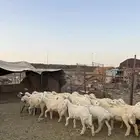 رخال حريات الحد ( 970 ) تم البيع