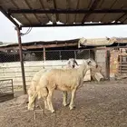 طليان للبيع