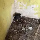 دجاج باكستاني