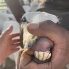 رفيديات متابيع برماح