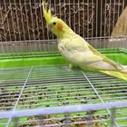 عصافير كروان