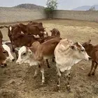 حسلان للبيع.
