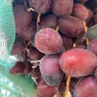 صيف عجوه