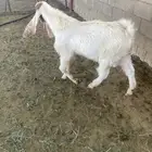 تبس هولندي فارع فحل او ذبيحه السن ثني