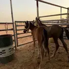 امهار للبيع ( تم البيع )
