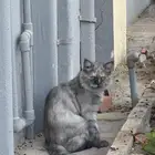 قط مفقود لقيته