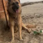 جيرمن وورك لاين ذكر