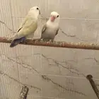 زوج روز اينو للبيع