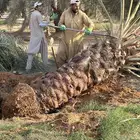 نخل للبيع توريد جميع المقاسات