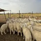 بهم حري طليان صافي تضحي
