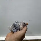 طيور فراخ داره هندي