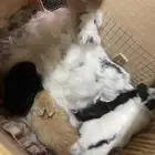 ارانب الانقورا سعر جملة