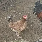 للبيع دجاج بلدي