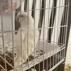 طير الحب اليف ويغرد م شاء الله ذكر
